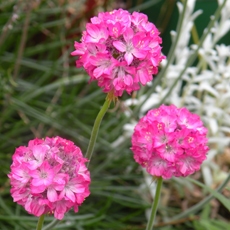 Wildflower Thrift (Sea Pink)
